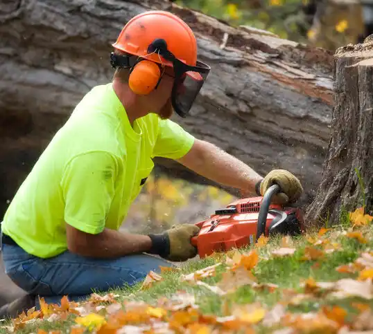 tree services Mount Holly